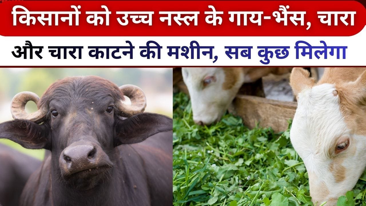 किन किसानों को पशुपालन के लिए मदद दे रही है सरकार?