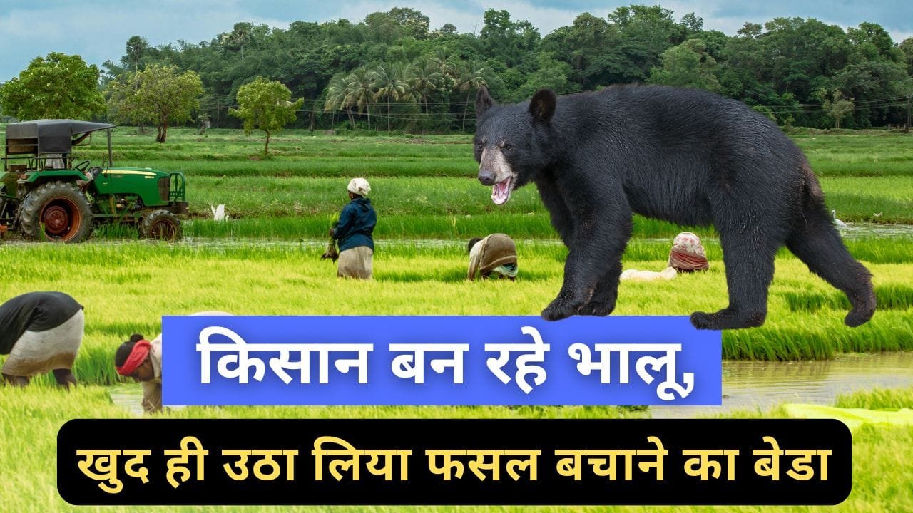 किसान भालू बनकर क्यों घूम रहे हैं?
