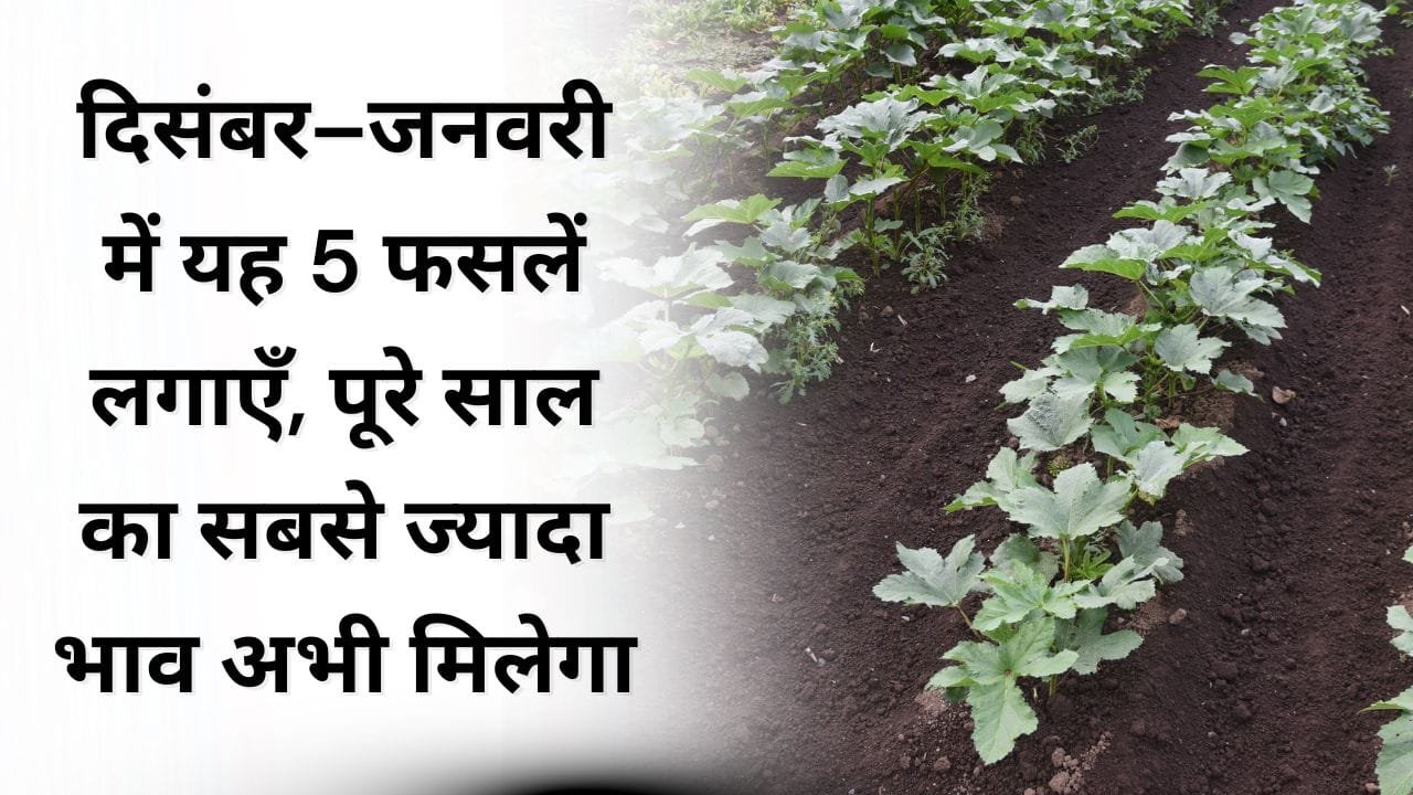 दिसंबर–जनवरी में यह 5 फसलें लगाएँ