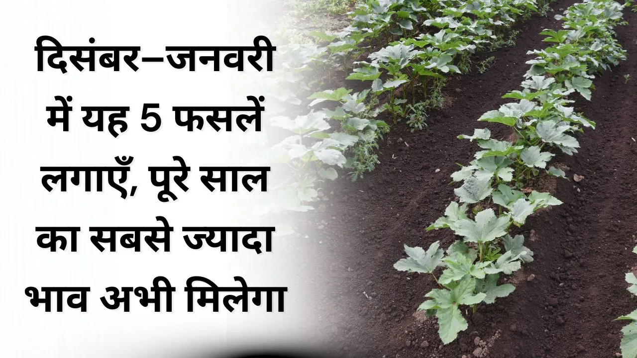 दिसंबर–जनवरी में यह 5 फसलें लगाएँ