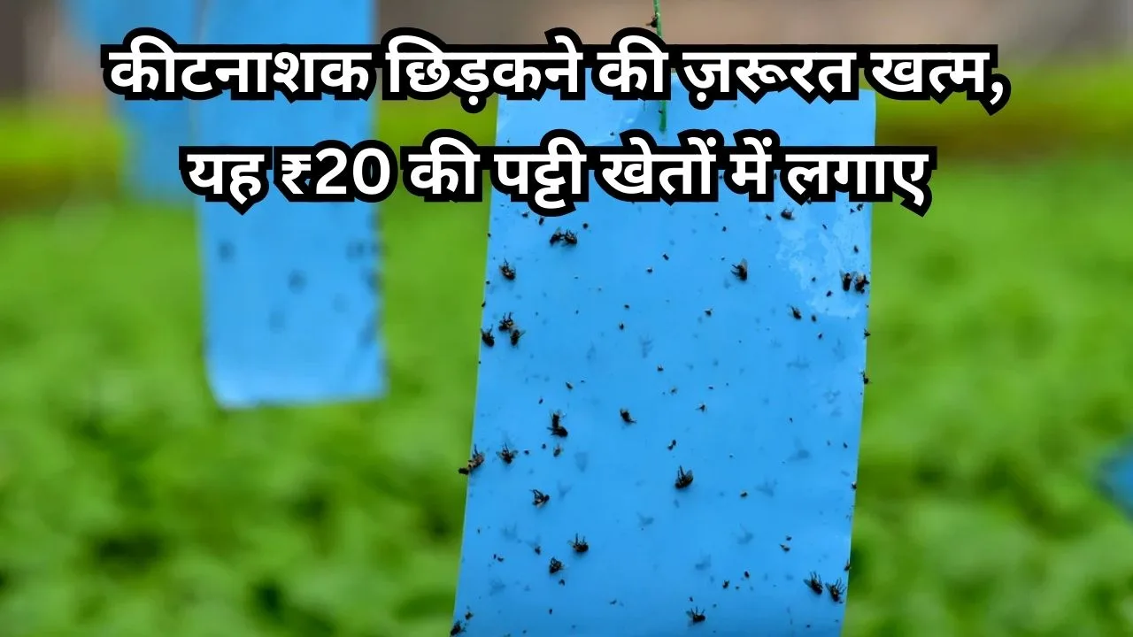 फसल को कीटों से बचाने के लिए रंगीन पट्टी कैसे काम करती हैं?