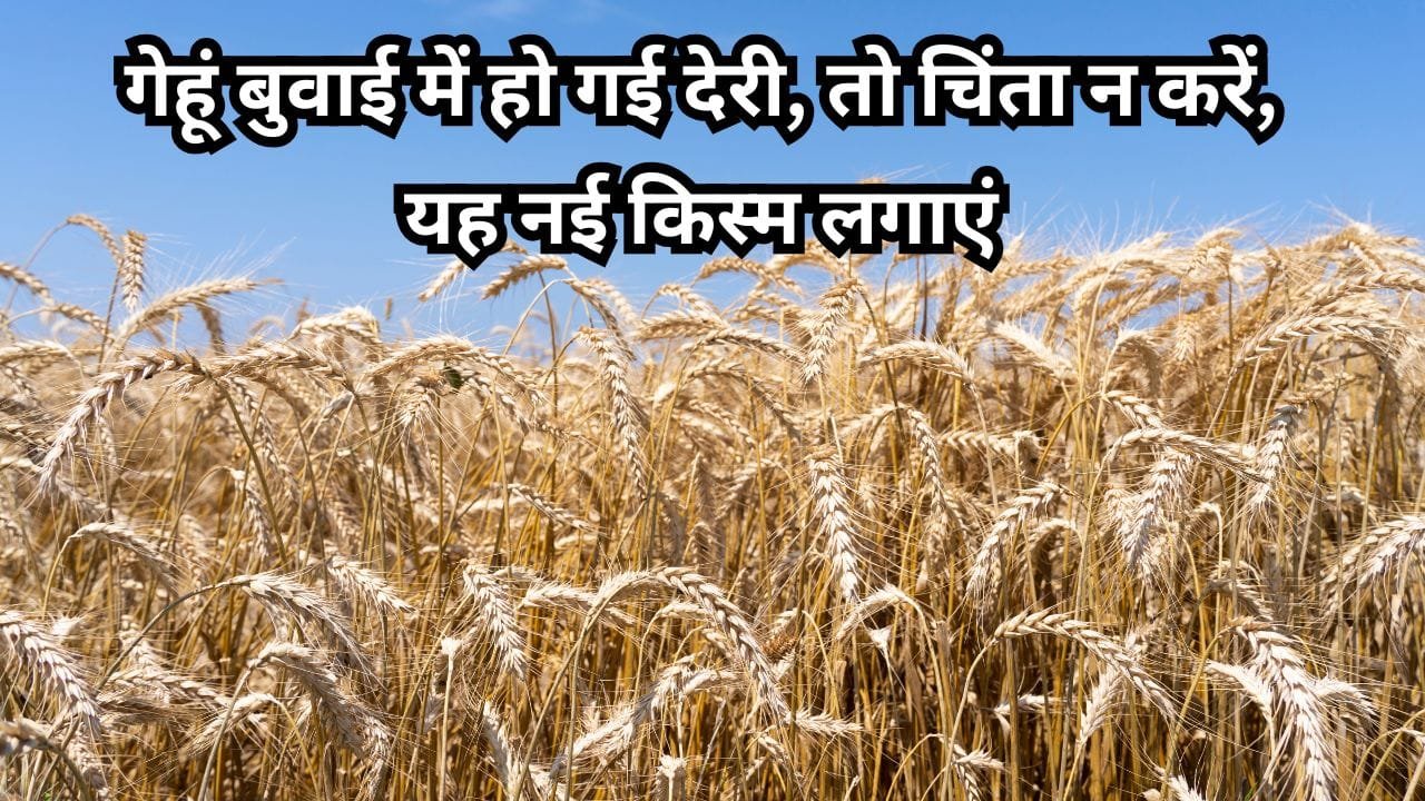 देर से गेहूं की बुवाई के लिए कौन-सी किस्म लगाएं