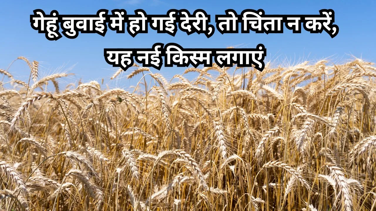 देर से गेहूं की बुवाई के लिए कौन-सी किस्म लगाएं