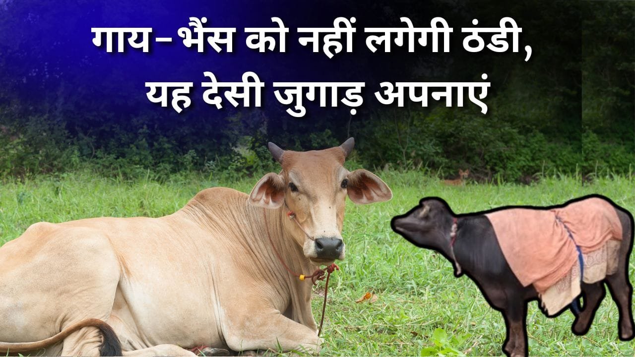 गाय-भैंस को ठंड से कैसे बचाएं