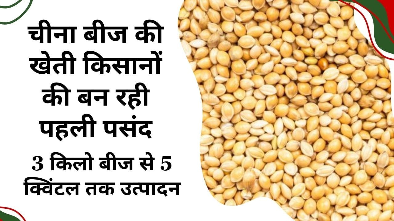 चीना बीज की इस समय कीमत कितनी है