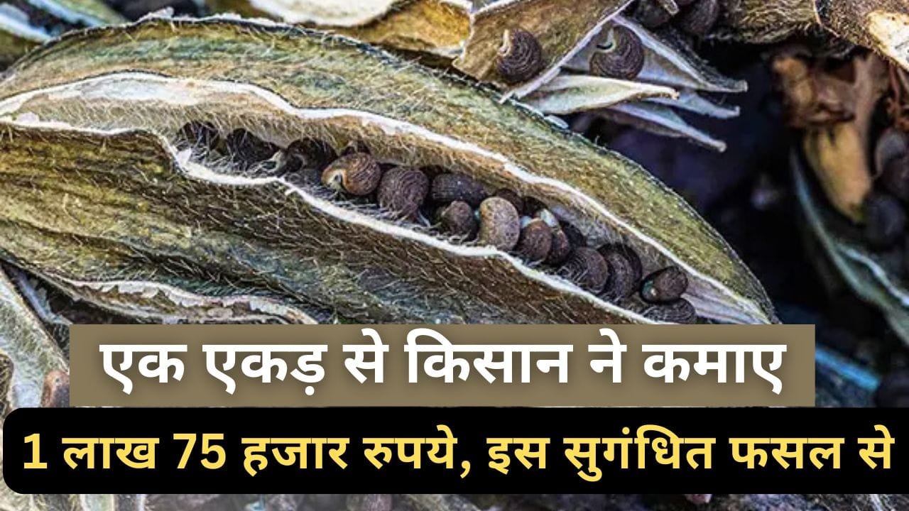 मूषकदाना की खेती में कितनी कमाई है