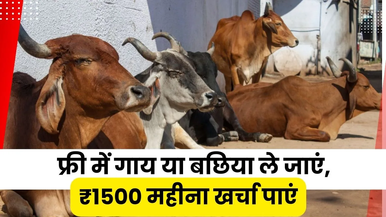 चित्रकूट पाठा क्षेत्र में किसानों के सहयोग से जिला प्रशासन की ओर से गौशालाओं से गाय या बछिया फ्री में दी जा रही है