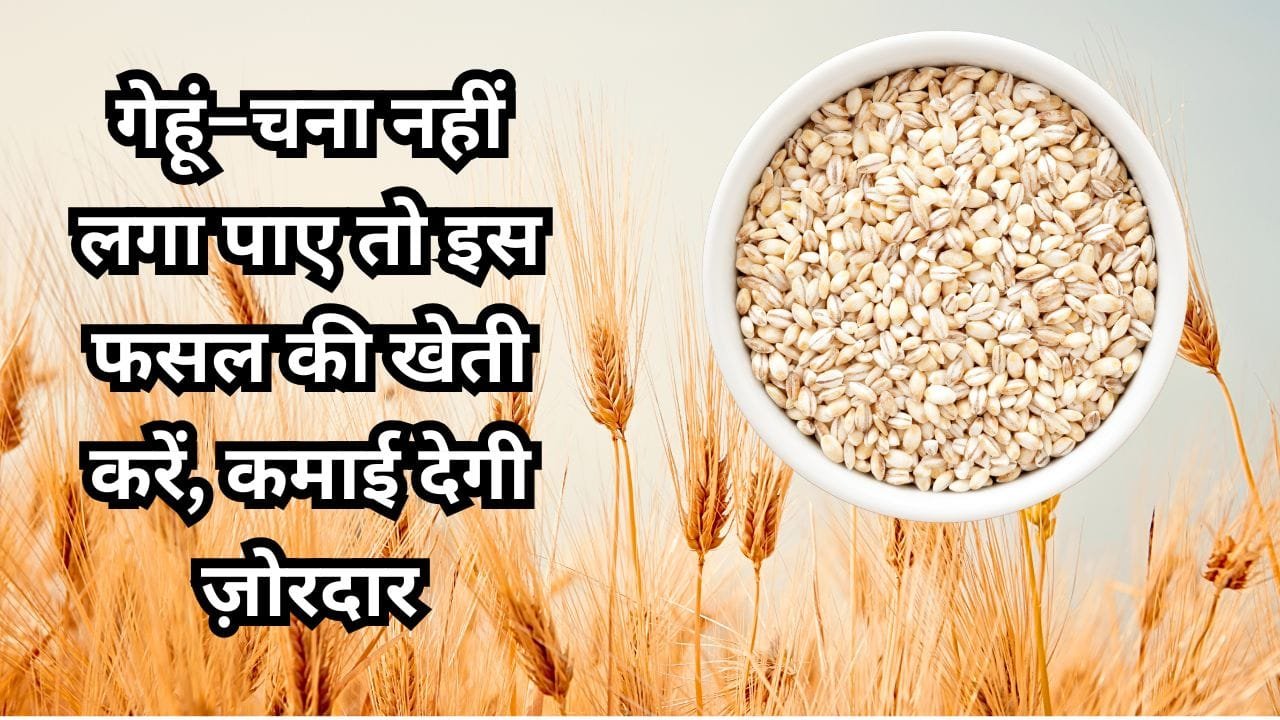 जौ की खेती के फायदे