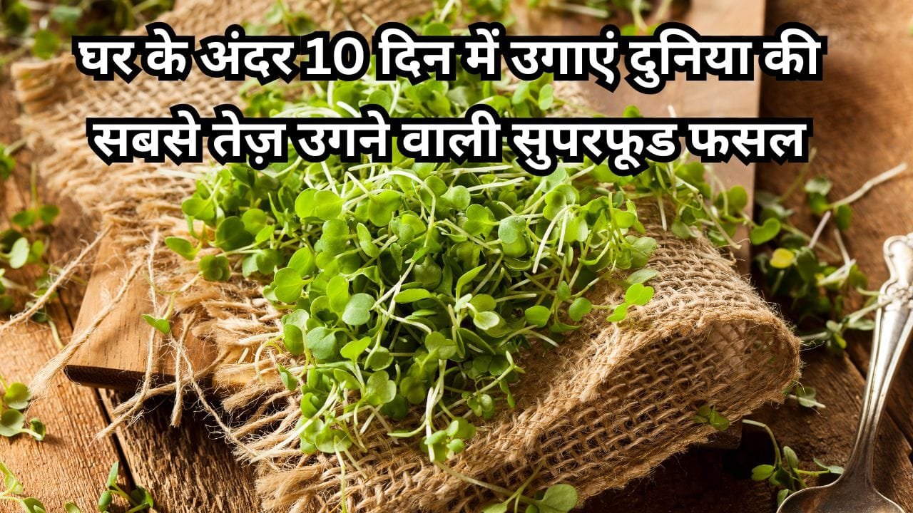 घर पर माइक्रोग्रीन्स कैसे उगाएँ