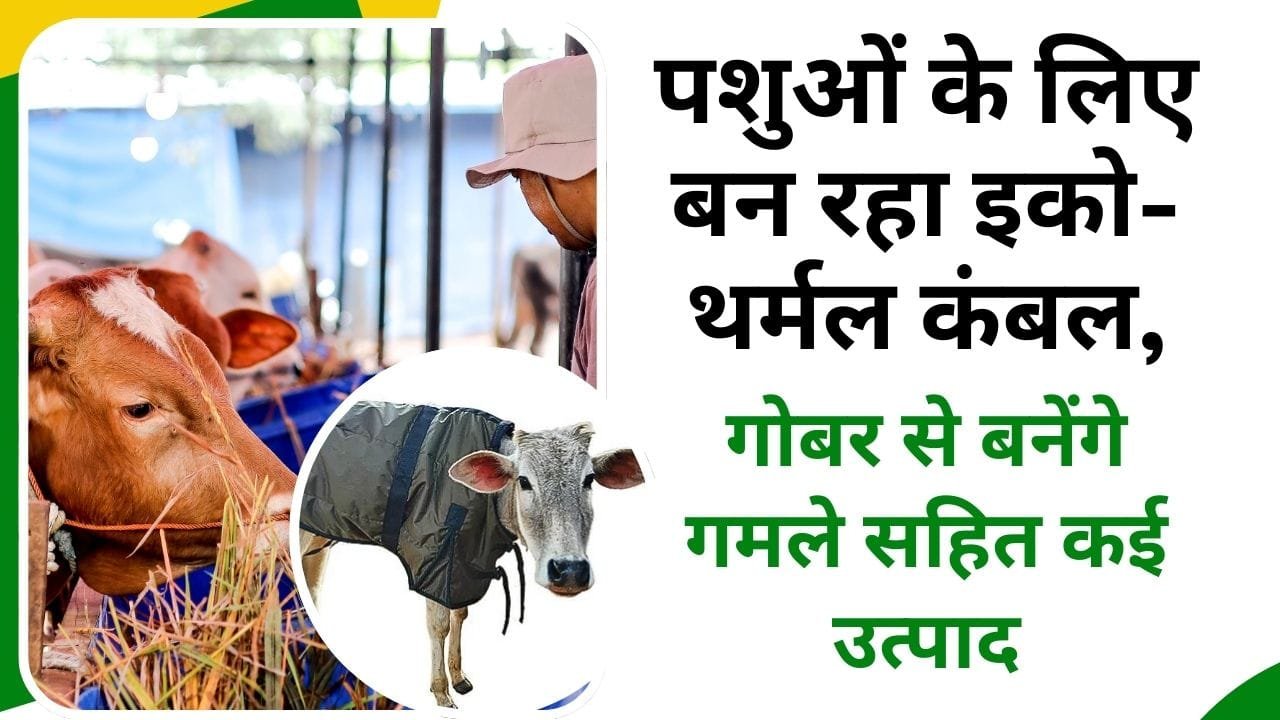 पशुओं के लिए कहां बन रहा है इको-थर्मल कंबल