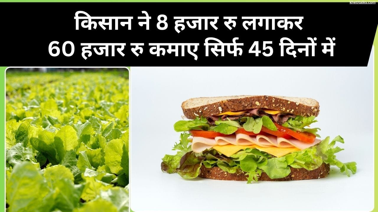 सलाद पत्ता की खेती