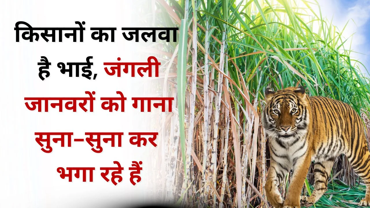 सोलर पावर साउंड सिस्टम से जानवर दूर कैसे रहते हैं