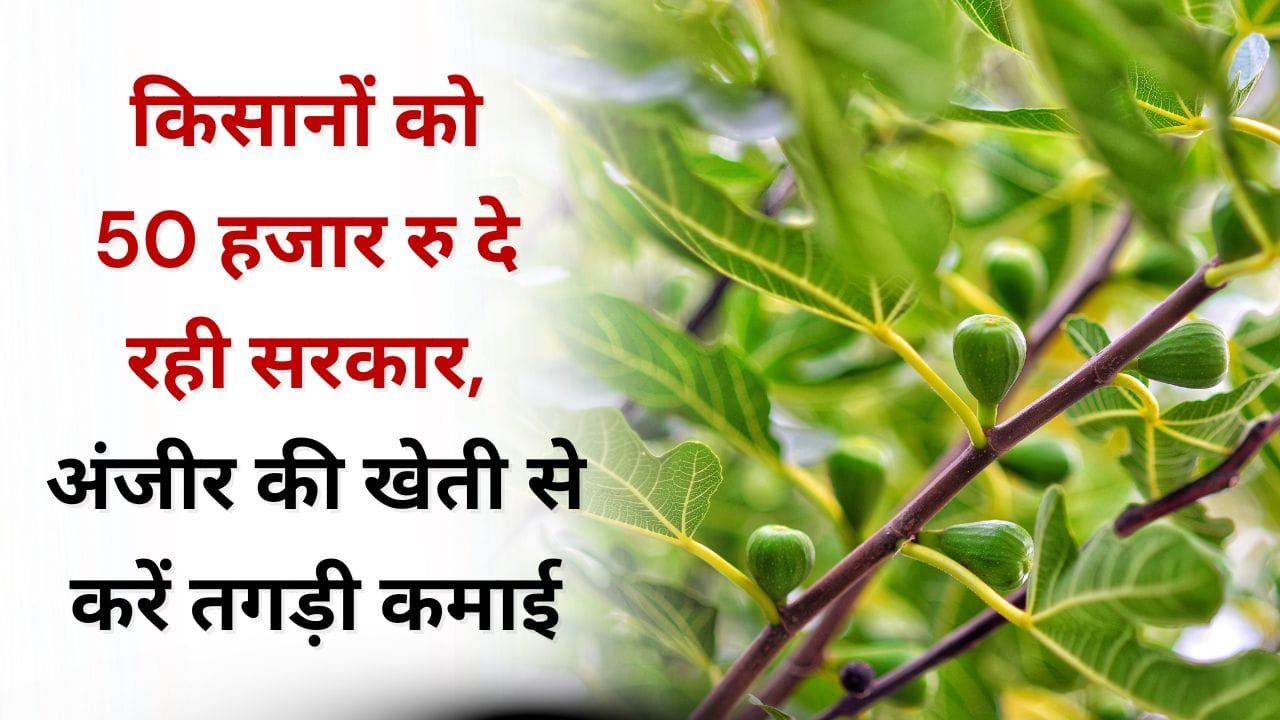 अंजीर की खेती के लिए सब्सिडी कितनी मिल रही