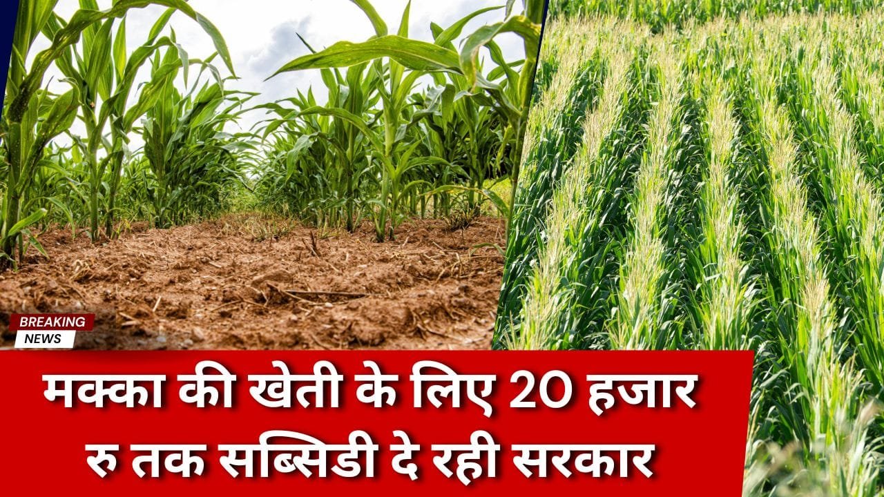 मक्का की खेती के लिए कितना अनुदान मिल रहा है