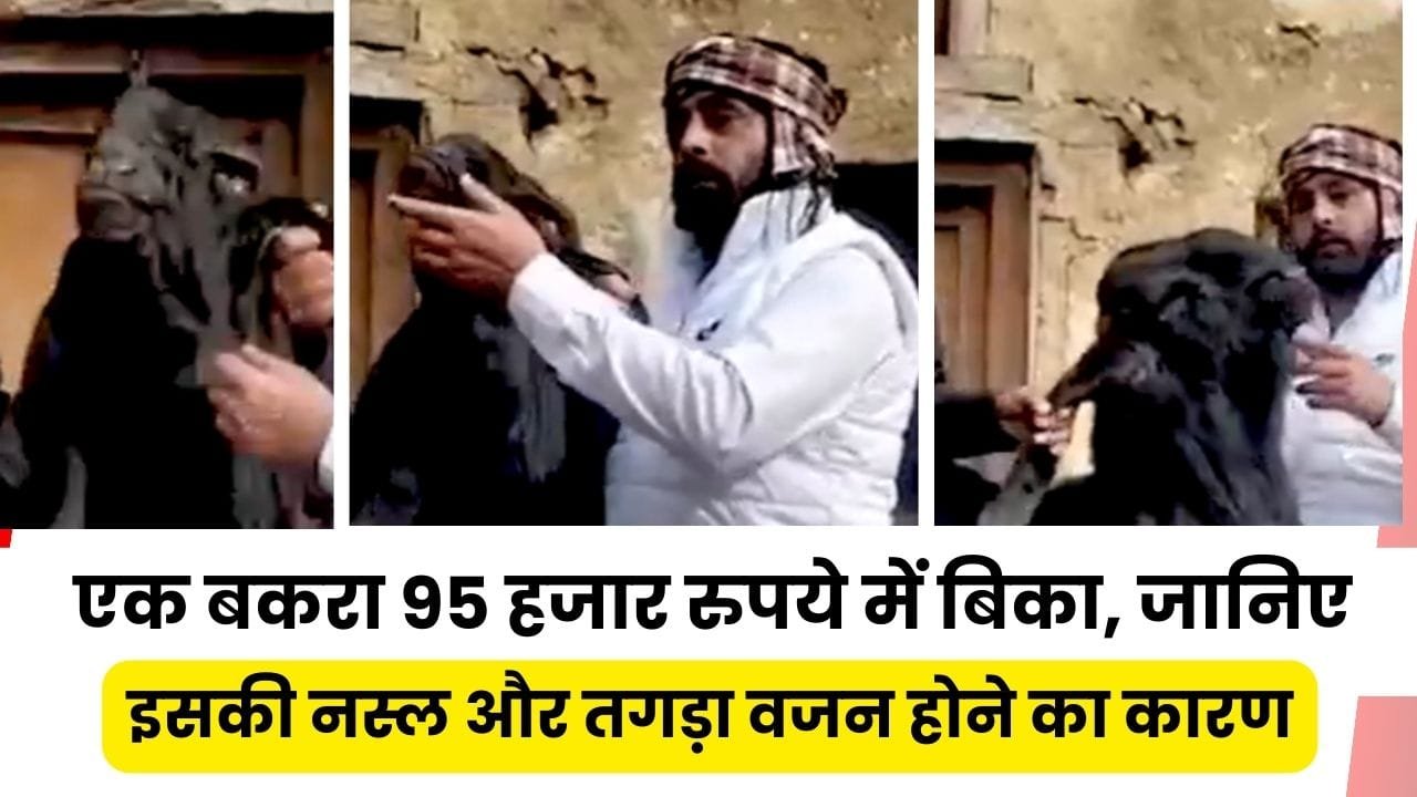 95 हजार रुपये में कौन सा बकरा बिका है