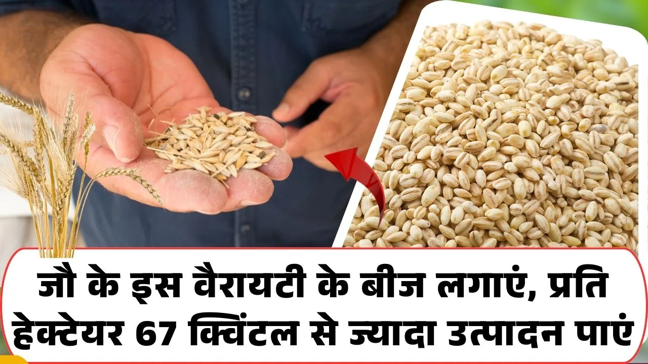 जौ DWRB-137 सर्टिफाइड बीज की कीमत क्या है