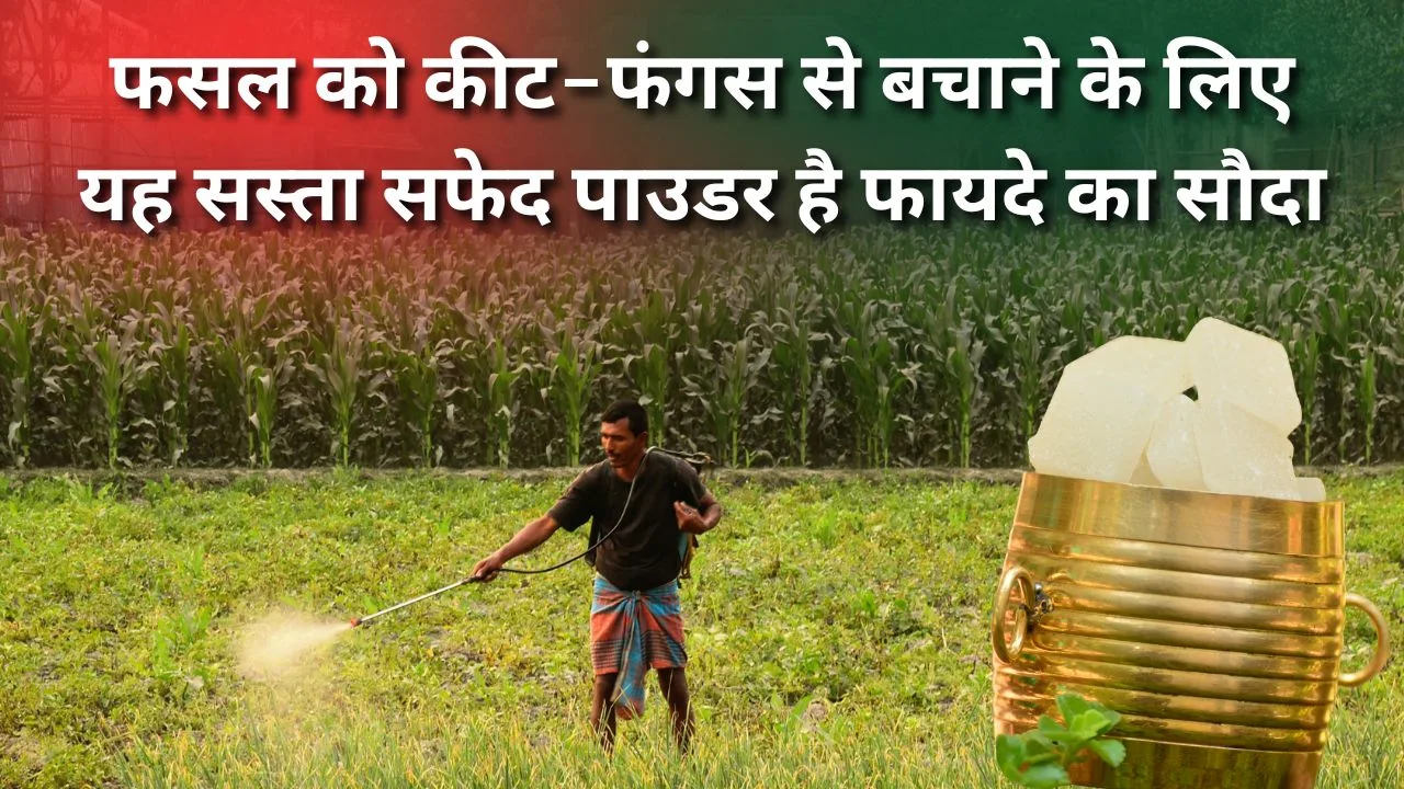 फसल को कीट-फंगस से बचाने का देसी जुगाड़ क्या है
