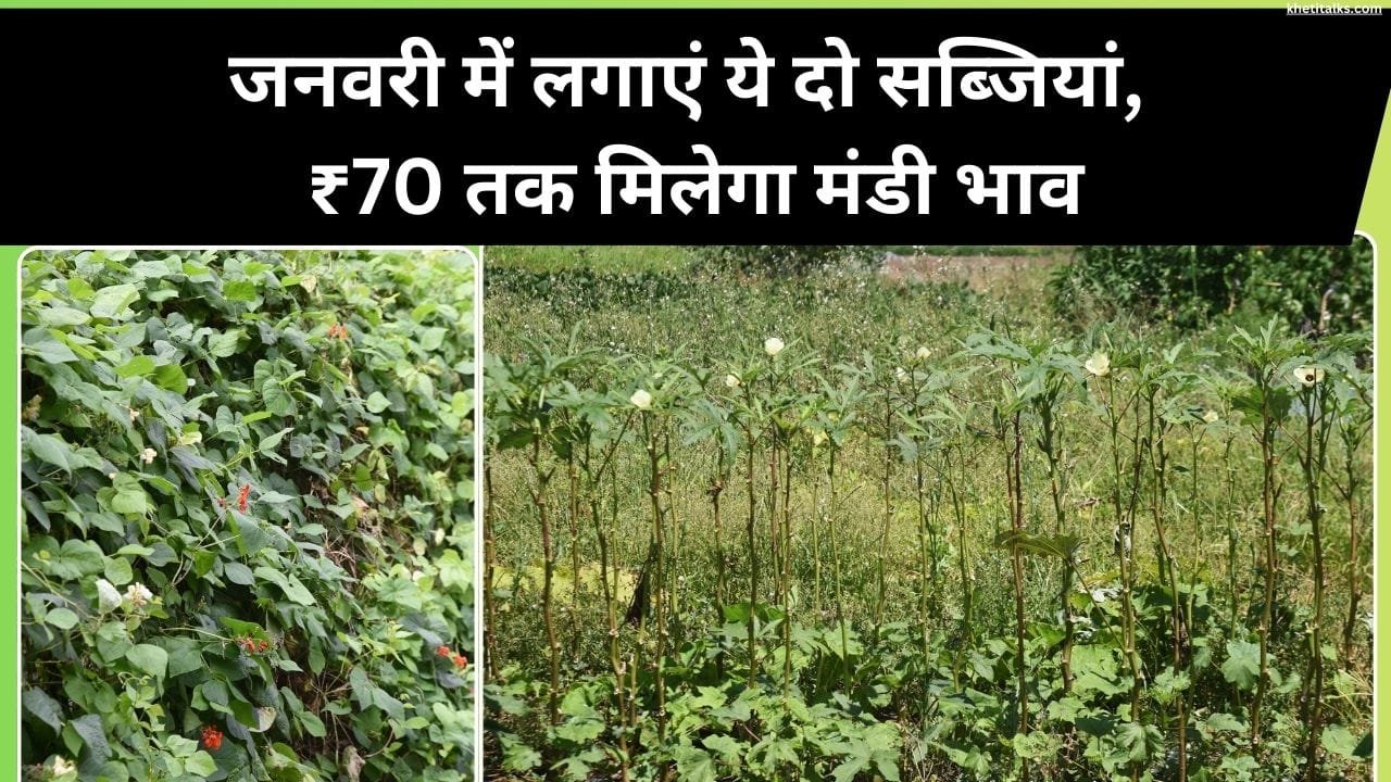 जनवरी में भिंडी की खेती