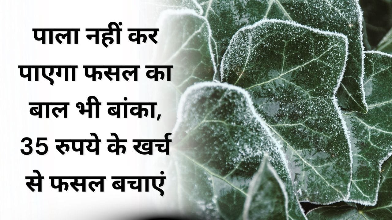 पाला पड़ने पर खेतों में क्या डालें