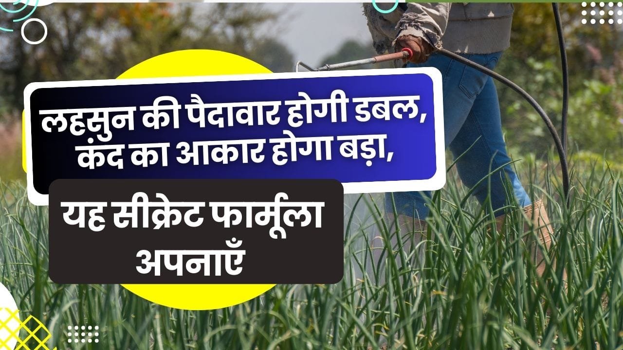 लहसुन की पैदावार कैसे बढ़ाएं