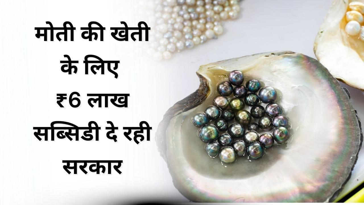 मोती की खेती के लिए कितनी सब्सिडी मिल रही है