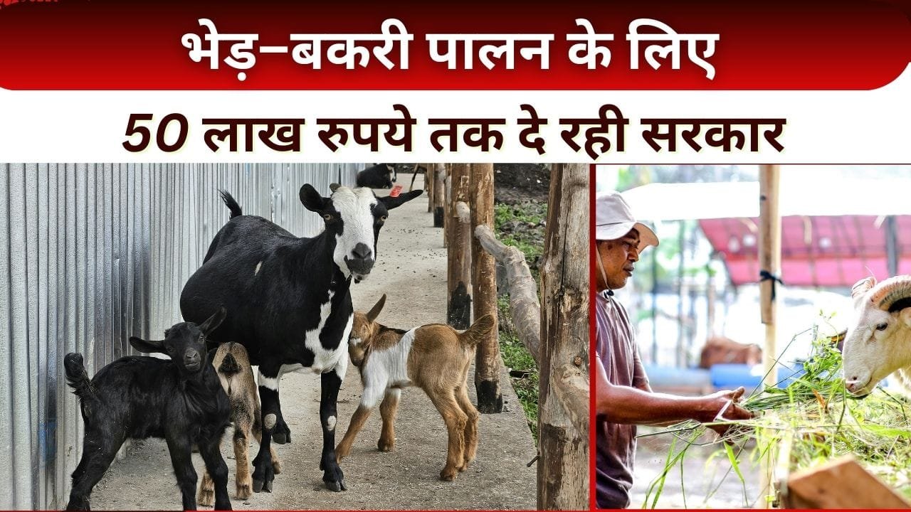 भेड़–बकरी पालन के लिए सब्सिडी