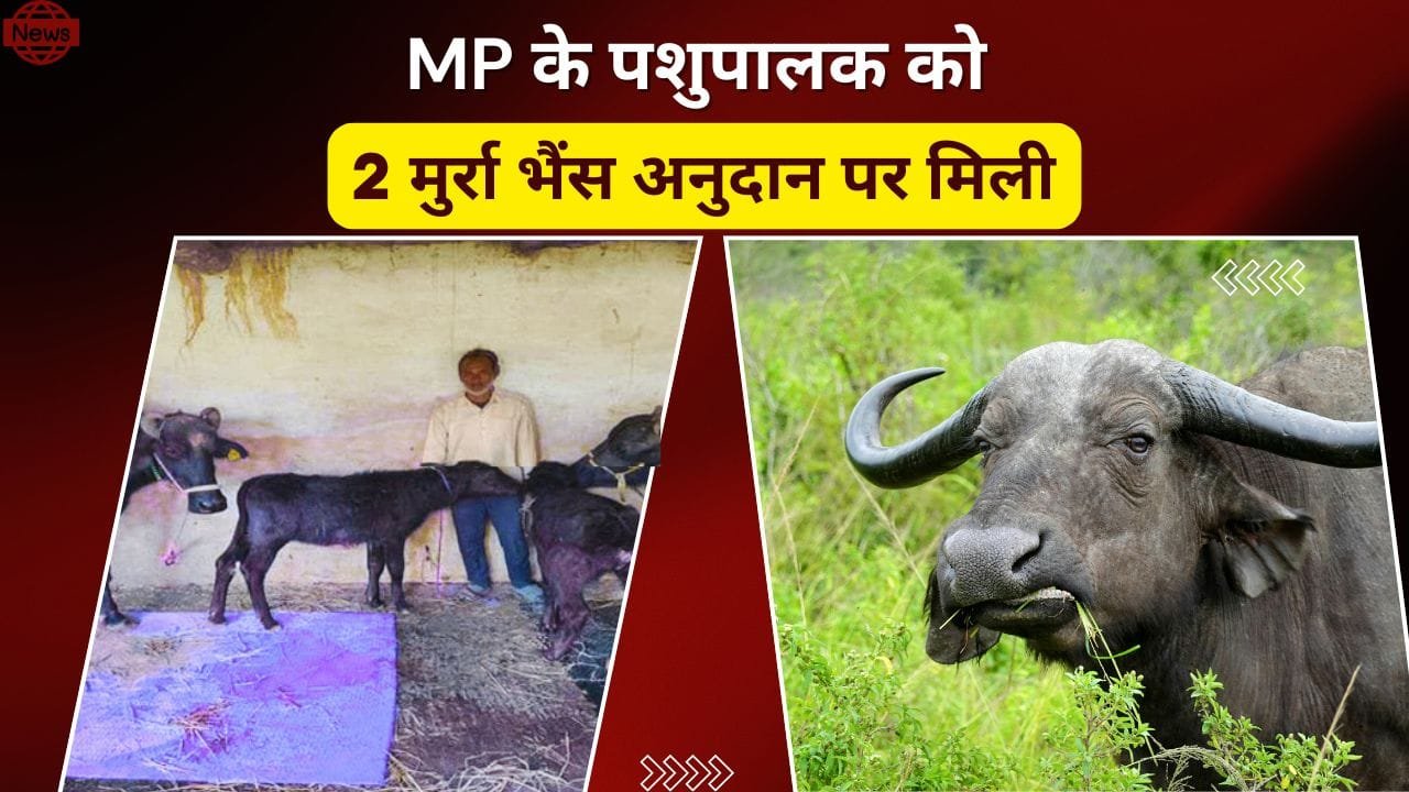 मुर्रा भैंस अनुदान पर
