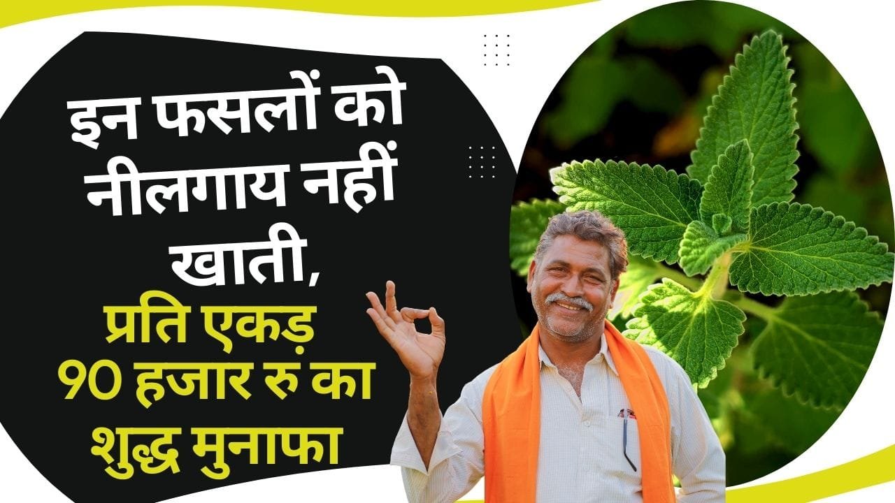 इन फसलों को नीलगाय नहीं खाती