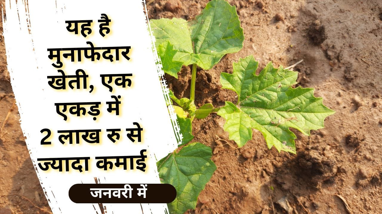 जानिये जनवरी में कौन सी सब्जी लगाएं