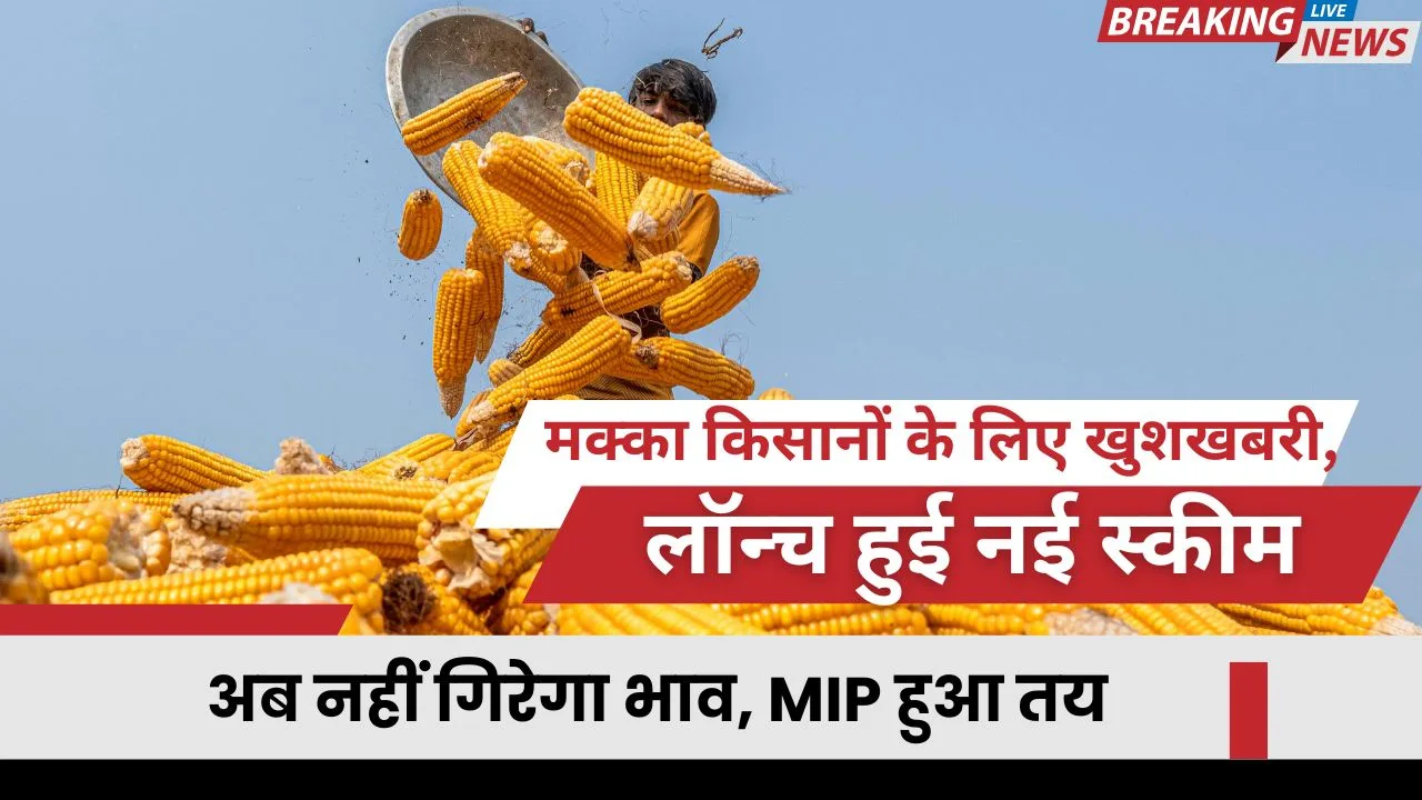 मक्का की मार्केट इंटरवेंशन प्राइस क्या है