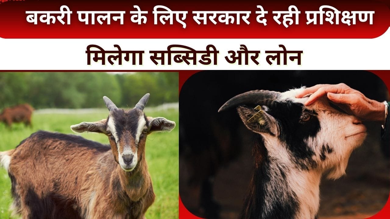 बकरी पालन के लिए प्रशिक्षण कहां और कितने दिन मिलेगा