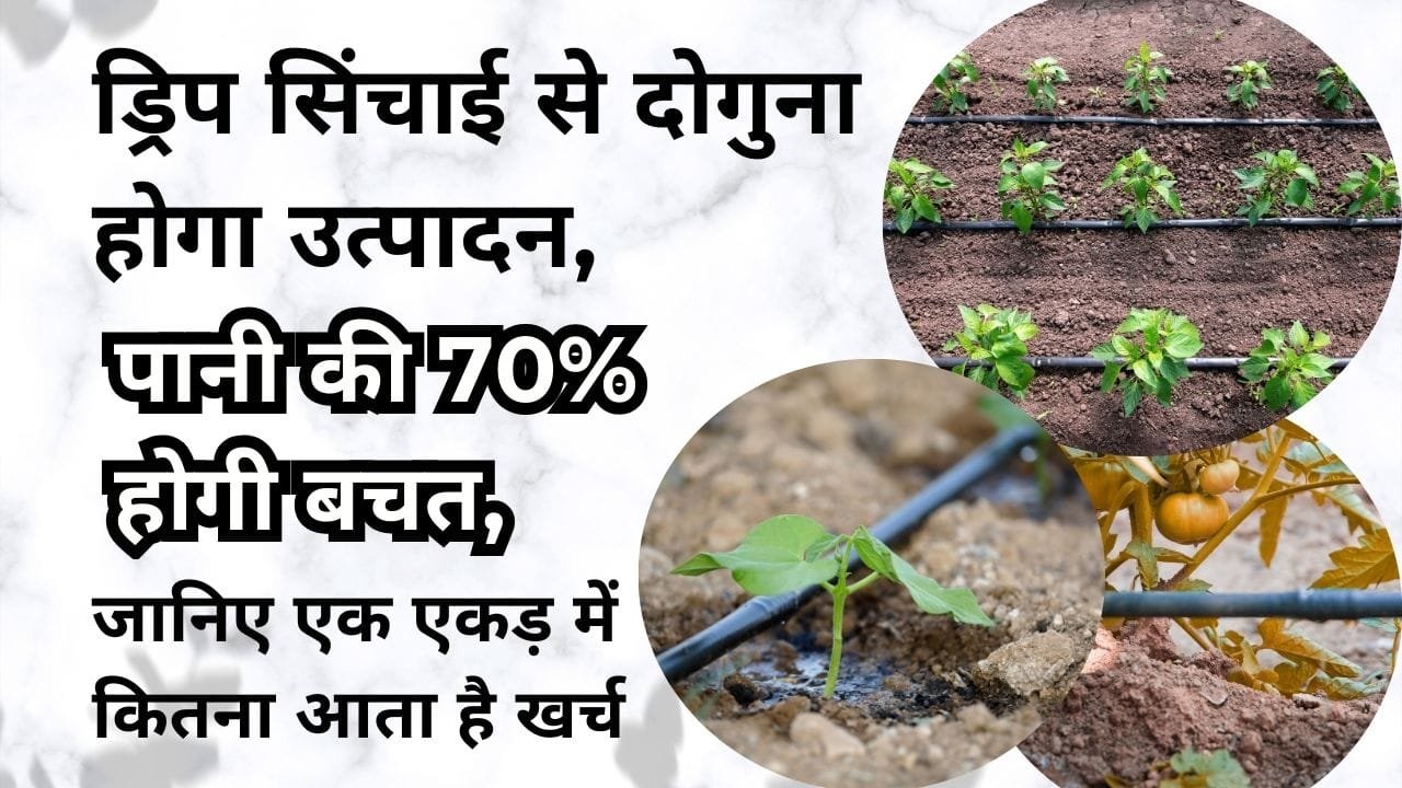 एक एकड़ में ड्रिप लगाने में खर्च और सब्सिडी