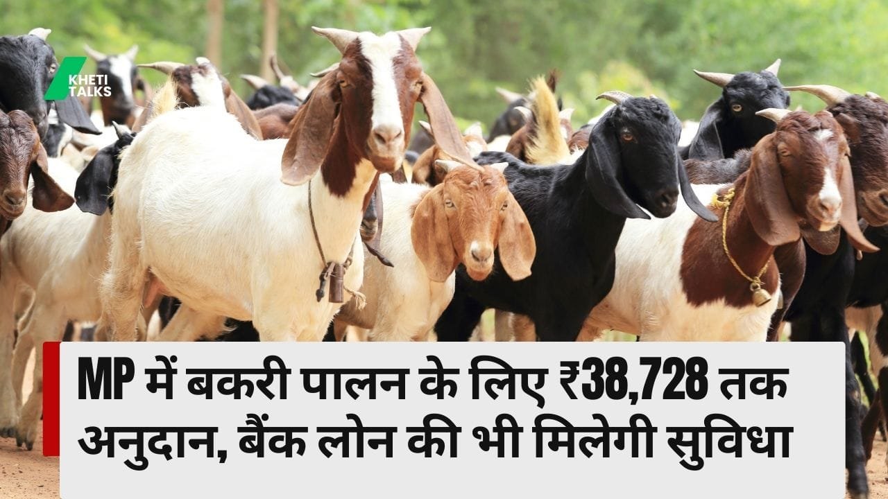 MP में बकरी पालन के लिए अनुदान