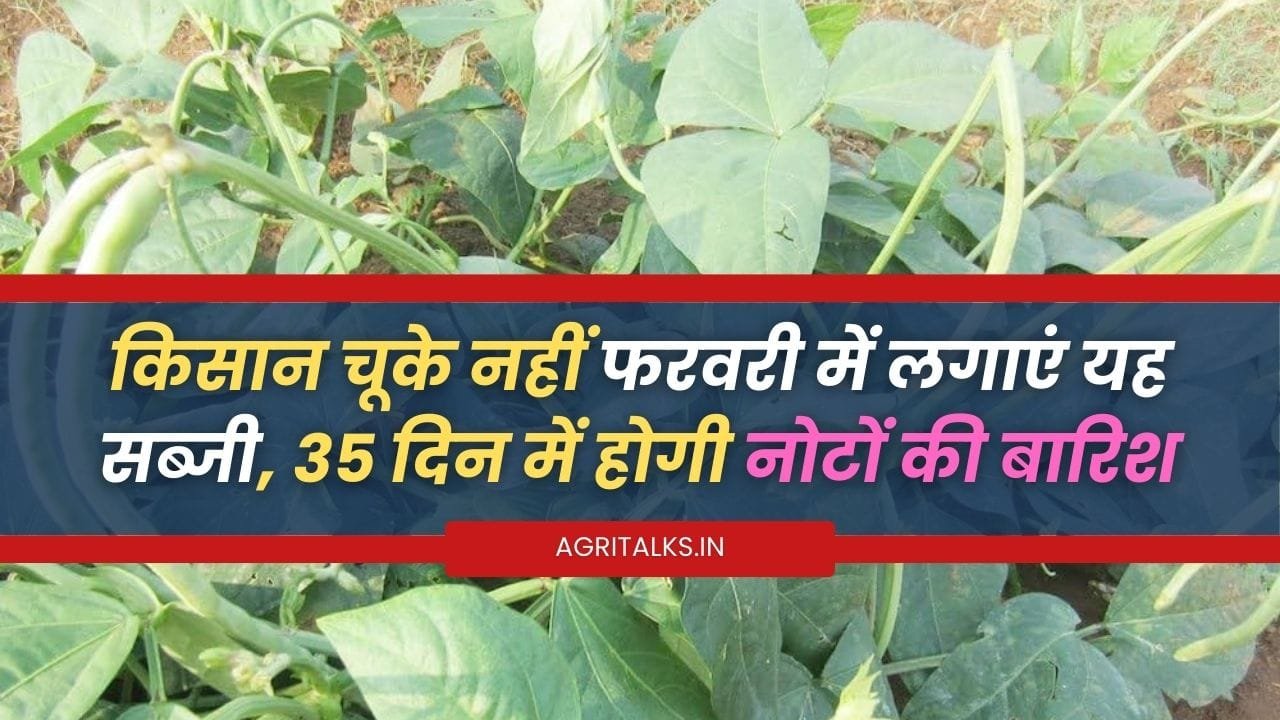 फरवरी के लिए मुनाफे वाली सब्जी फसल