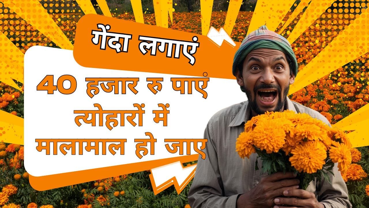 गेंदा की खेती के लिए सब्सिडी