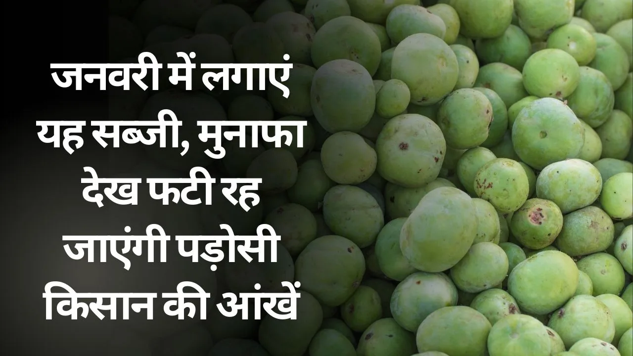 जनवरी में देसी टिंडा की खेती