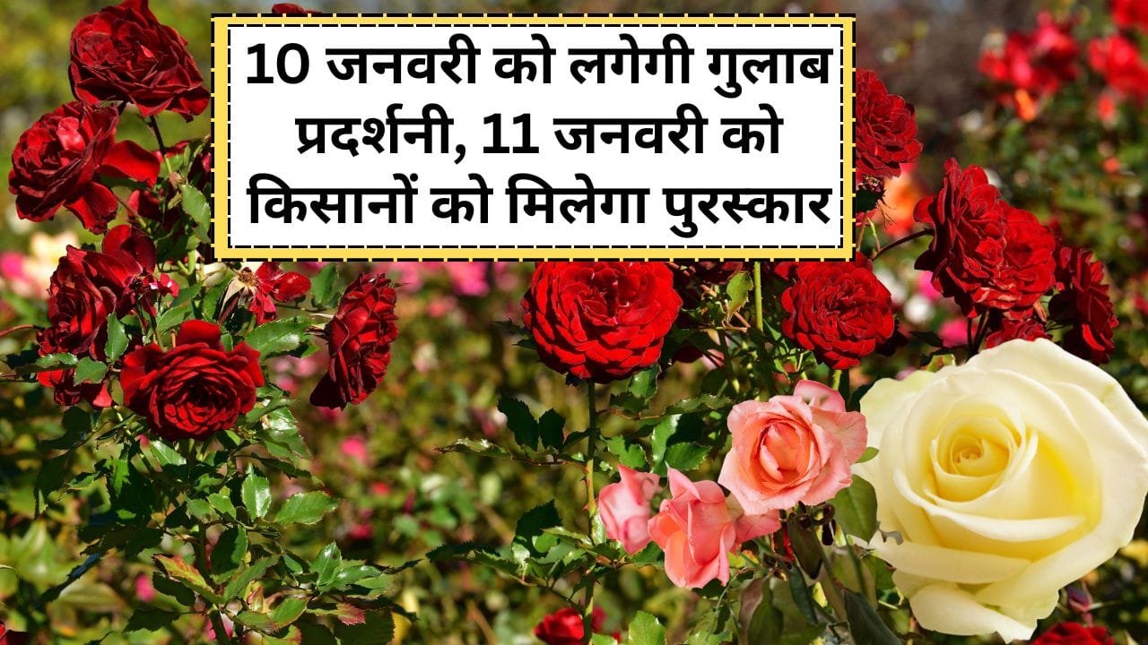 मध्य प्रदेश में गुलाब प्रदर्शनी कब लगेगी