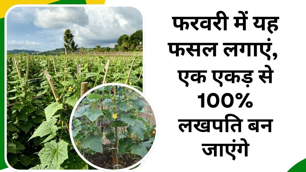 Cucumber cultivation