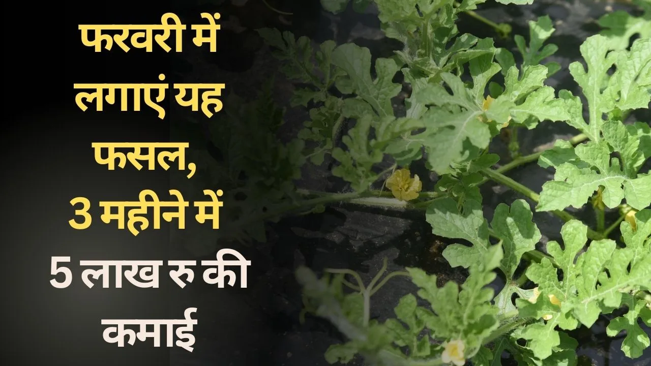 फरवरी में लगाएं यह फसल