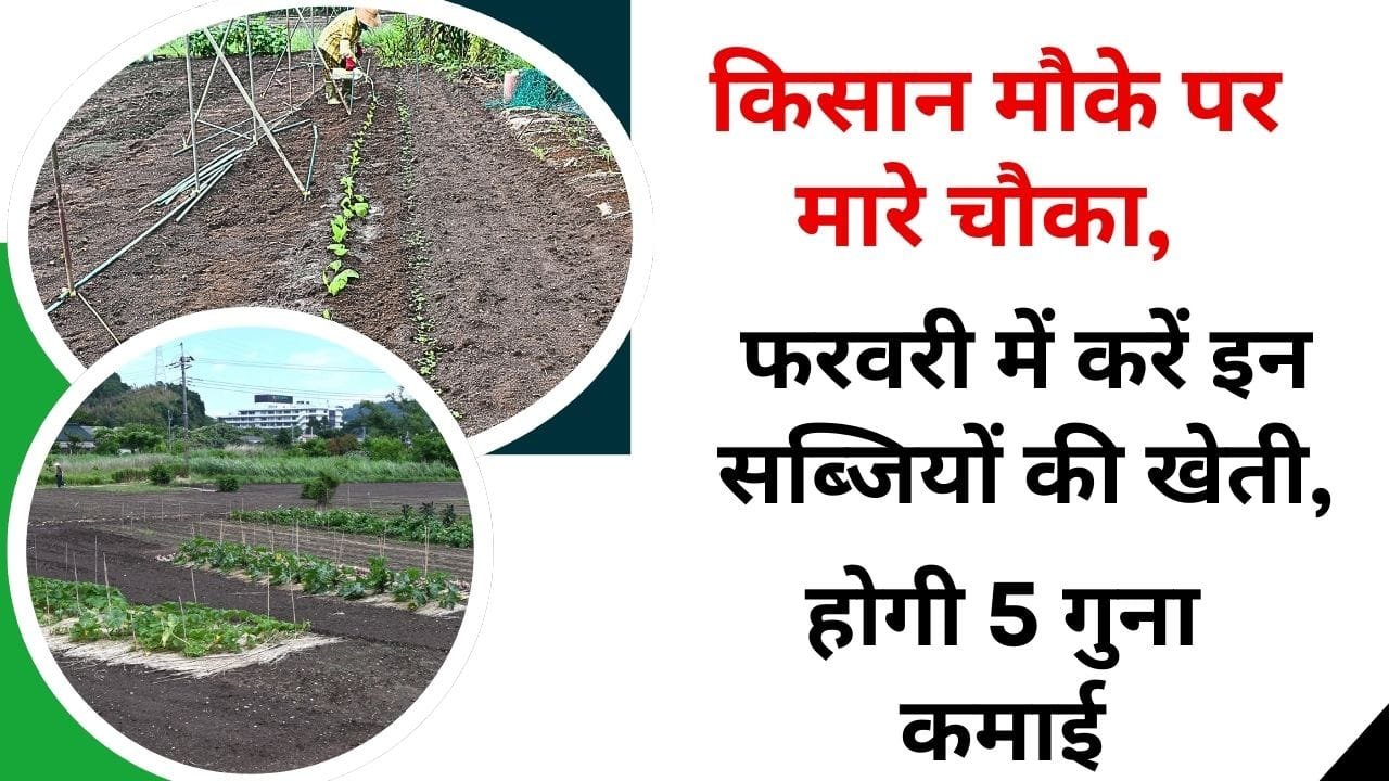 फरवरी में कौन सी सब्जियां लगाएं किसान