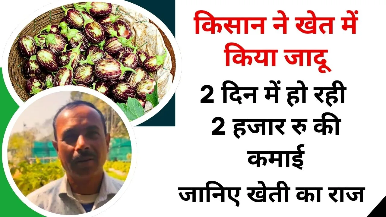 बैगन की कलम विधि से खेती