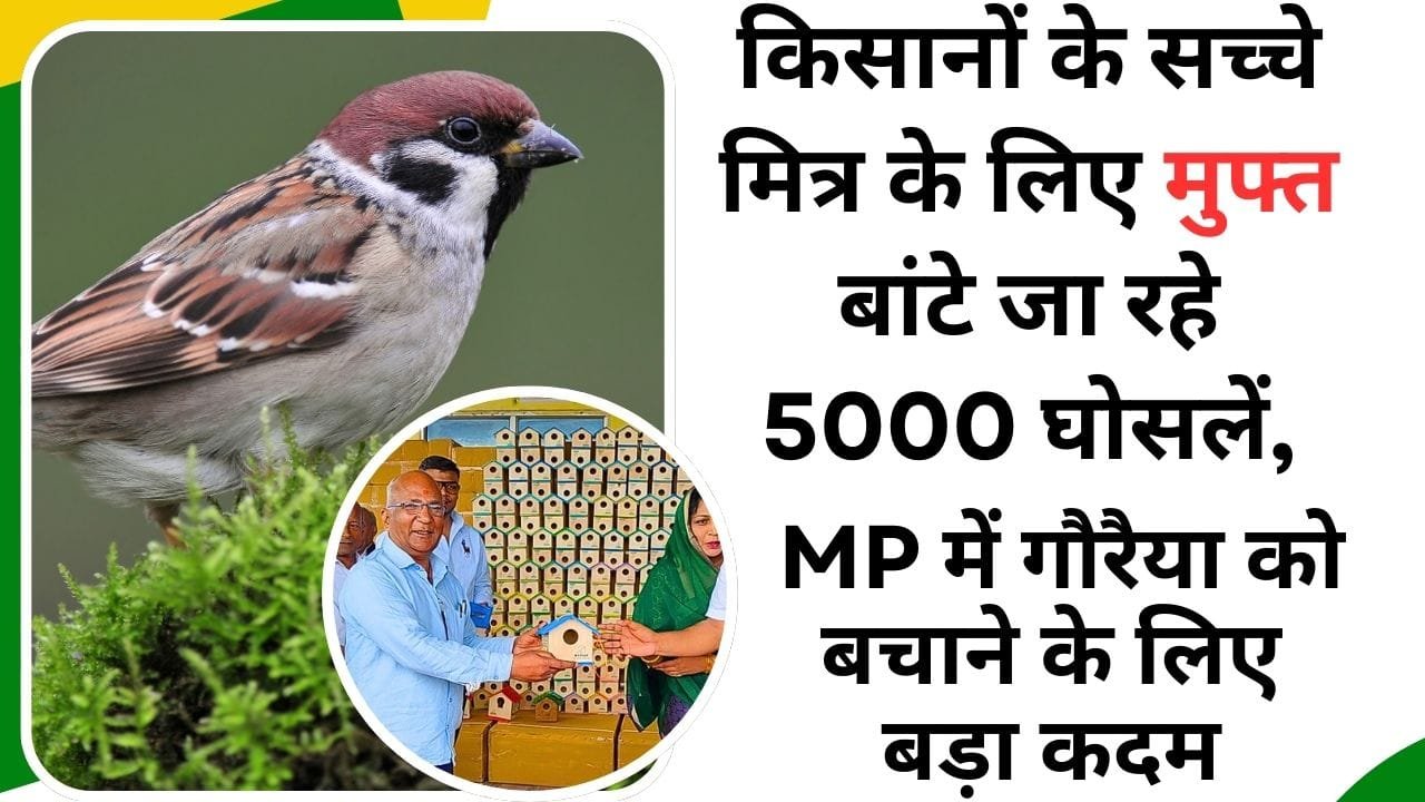 मुफ्त में गौरैया के लिए घोसलों का वितरण