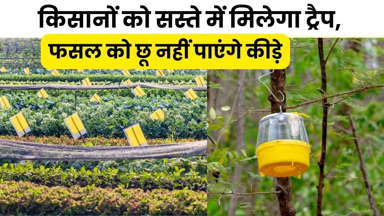 स्टिकी ट्रैप